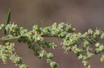 Standley's goosefoot